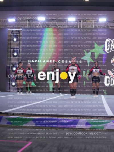 Gav0366